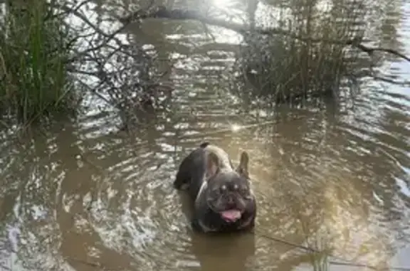 Lost Lilac Frenchie Zeek in Goulburn!