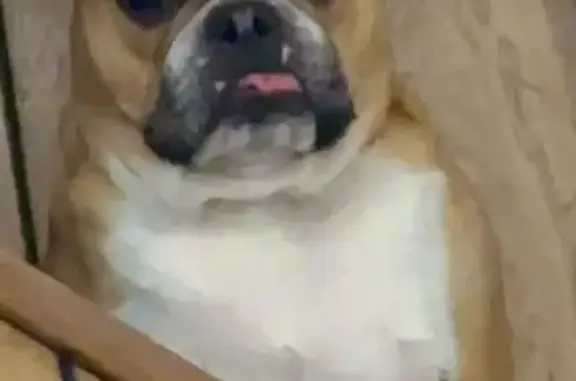 Lost Rust-Colored Dog on Sun Streets