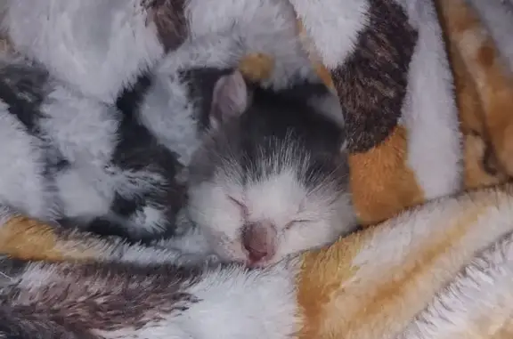 Lost Cats: Unique Siblings on Church St