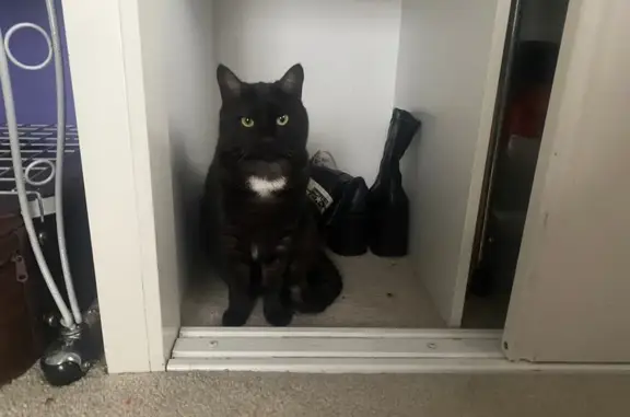 Lost Cat: Heart-Shaped Chest Marking