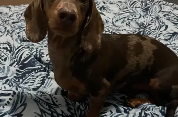 Missing dog Brisbane, photo: Help Find Theo: Timid Dog Lost in Brisbane