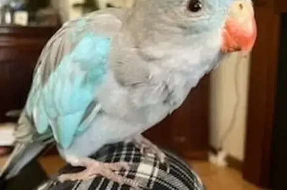 Lost Princess Parrot: Bijoux in Geelong