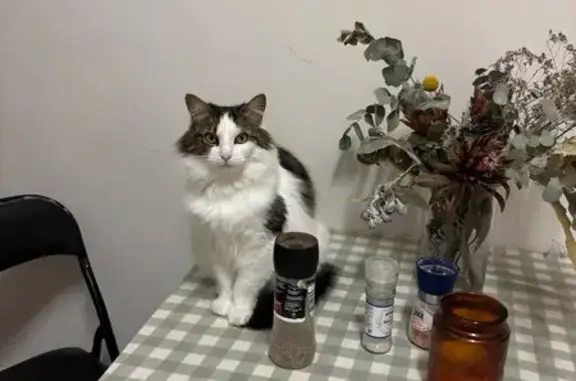 Lost pets , photo: Lost 5-Year-Old Cat: White, Black & Brown