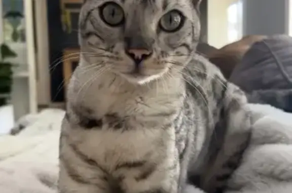 Lost Silver Bengal Cat in Reynella