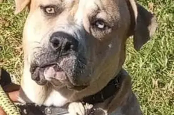 Missing dog , photo: Lost Dog Dre: Unique Eyes & Friendly