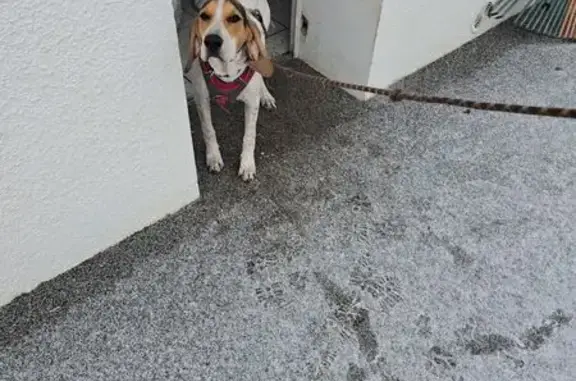 Chien perdu Maizières-lès-Metz, photo : Chiot perdu, 6 mois, Maizières-lès-Metz
