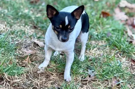 Lost: Tiny Shy Dog, Ramoth Church Rd
