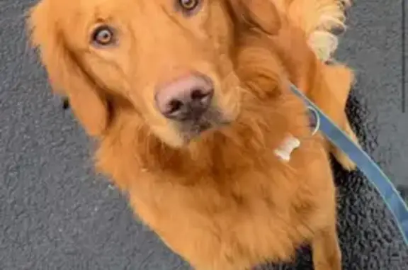 Lost Red Golden Retriever in Midland