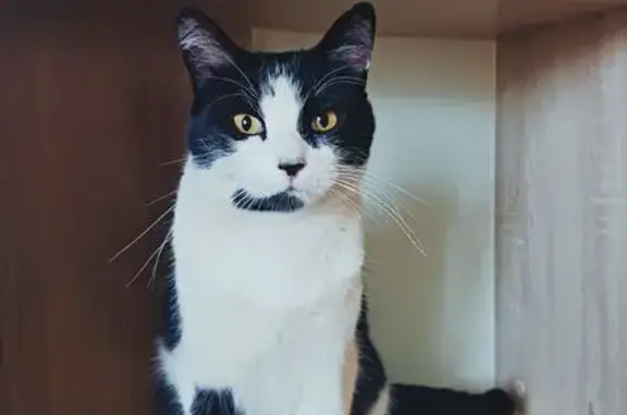 Chat perdu à Embrun : Tiguili, 5 ans - photo