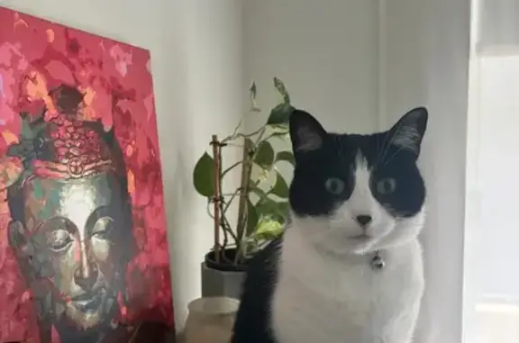 Lost Cat: Black & White, Green Eyes