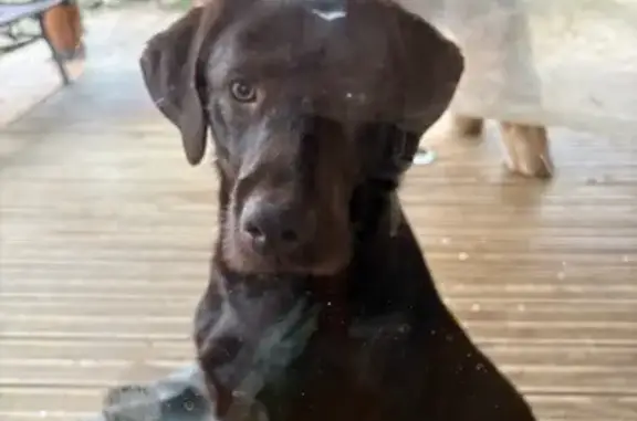Animaux trouvés , photo: Labrador mâle marron trouvé à Mormès