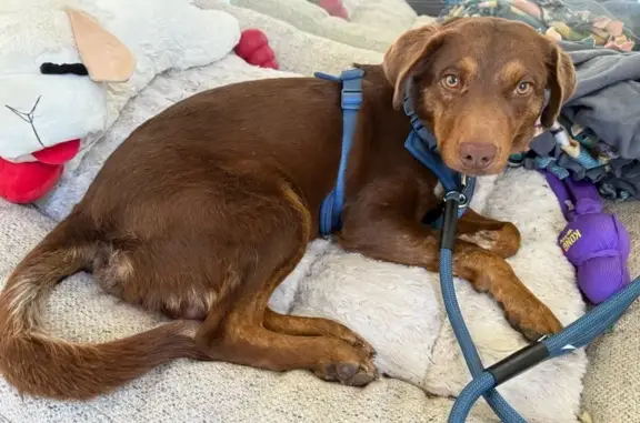 Missing dog California City, photo: Lost Dog: Reddish Brown, Gold Eyes, CA