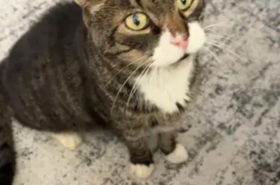 Lost and found pets Westfield, photo: Help Find Oreo: Missing Cat in Westfield