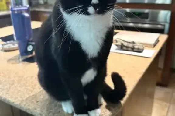 Lost Cat in Yukon: Needs Special Diet