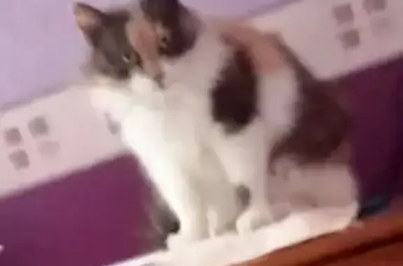 Chatte Didoune perdue à Brest/Bellevue - photo
