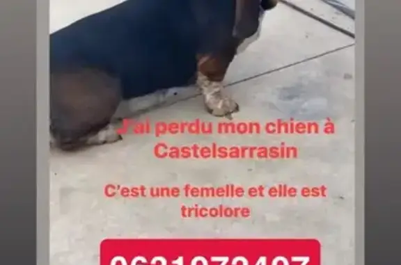 Basset Hound tricolore perdu à Castelsarrasin - photo