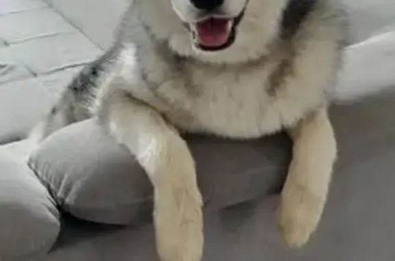 Chien perdu : Yuki, 3 ans, yeux vairons - photo