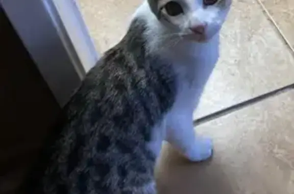 Missing cat Palmdale, photo: Lost Cat: Green Eyes & Pink Nose in Palmdale