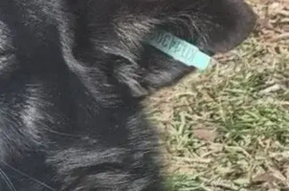 Зникла собака Жуча: Допоможіть знайти улюбленицю