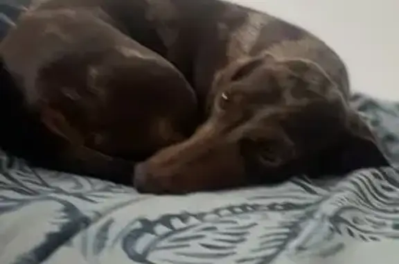 Missing dog Brisbane, photo: Lost Dachshund Theo: Dapple Coat, Timid