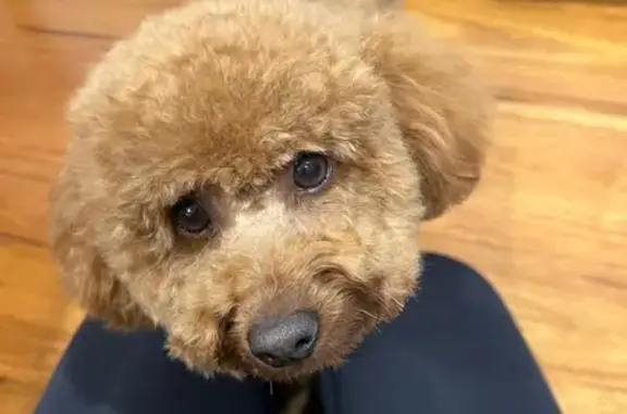 Missing dog Blacktown, photo: Lost: Toy Poodle, 4, Red-Brown, Blacktown