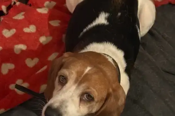 Chien perdu : Patoche, 8 ans, peureuse - photo