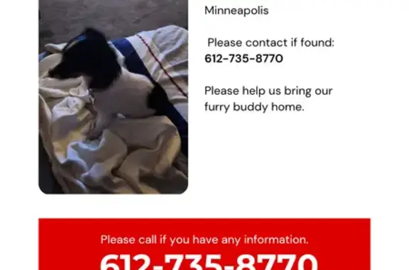 Missing dog Minneapolis, photo: Help Find My Therapeutic Dog - Reward!