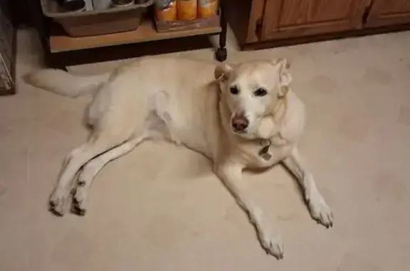 Lost Cream Lab Mix Near Dunnellon Rd