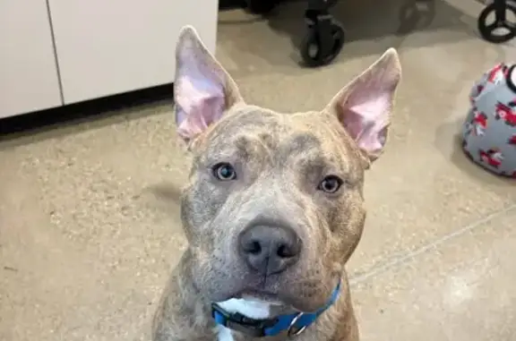 Lost Brindle Pitbull in Brownstown Area