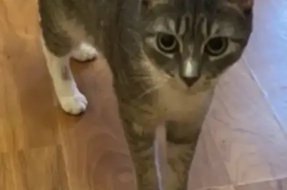 Lost Cat: Lavender Tabby on 88th Ave