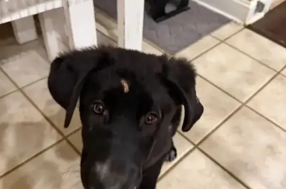 Missing dog Pearl, photo: Lost Dog in Pearl: No Collar, No Chip