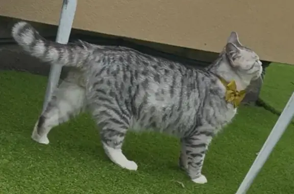 Lost Cat: Golden Eyes & Bow - Merri-Bek