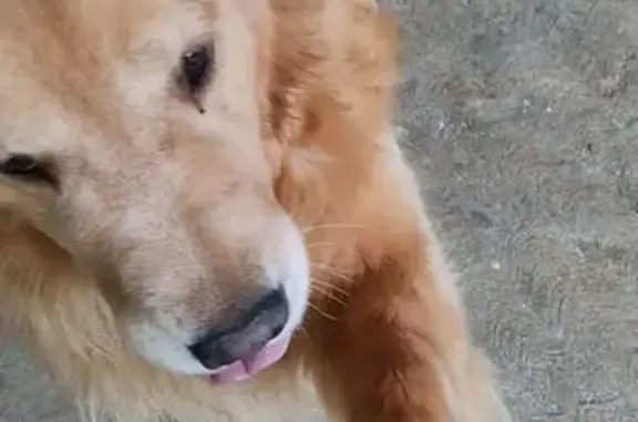 Perro encontrado Cuernavaca, foto: Perro Golden Rescatado en Cuernavaca