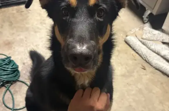 Lost and found pets Modesto, photo: Rescued German Shepherd Needs New Home