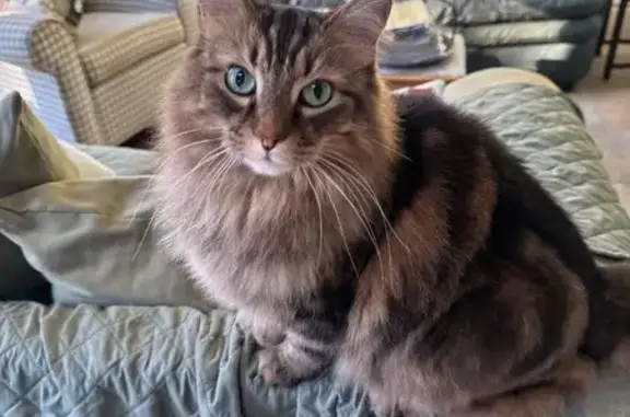 Missing cat Chesapeake, photo: MISSING: Skittish Maine Coon Mix in Poquoson
