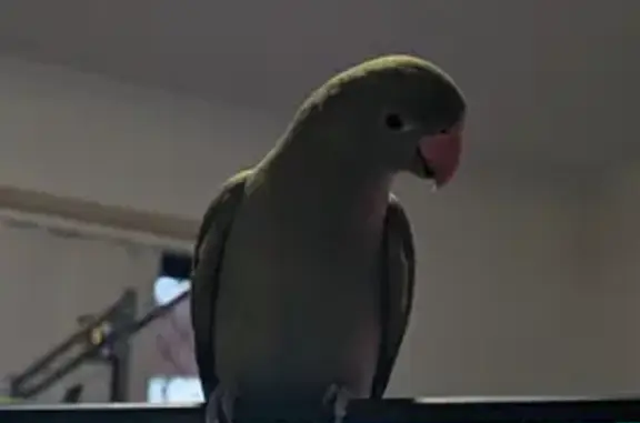 Lost Friendly Green Indian Ringneck