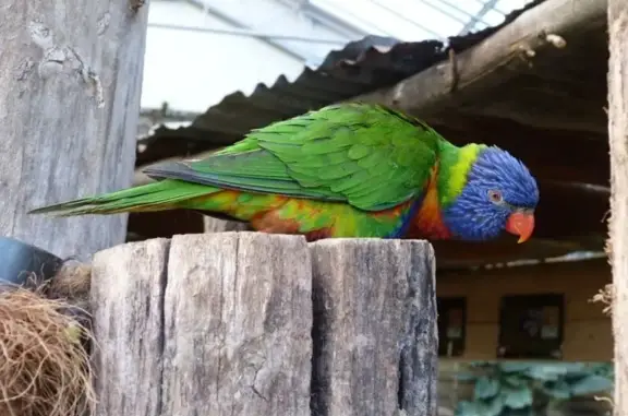 Animaux perdus , photo: Perroquet perdu à Lille, Hauts-de-France
