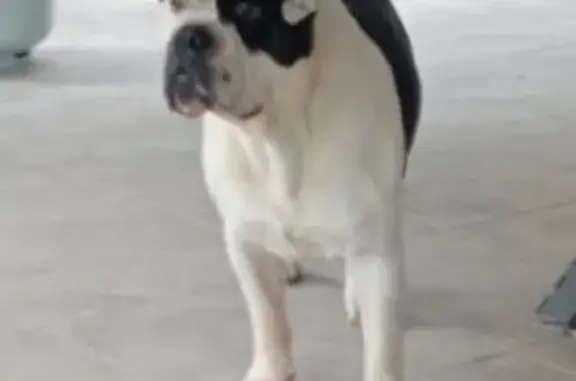 Black and white male dog. Lovely temperament. Is trained to sit. Found near the Kingsway.