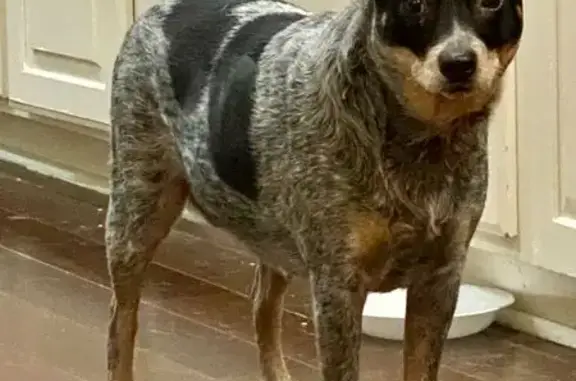 Missing dog , photo: Lost Blue Merle Dog in Austin - No Tail