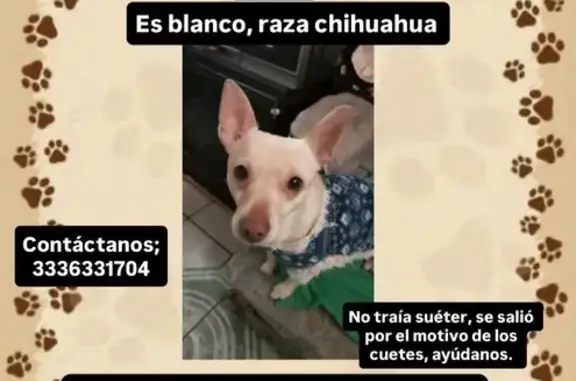 ¡Ayuda! Chihuahua Miko perdido en Zapopan