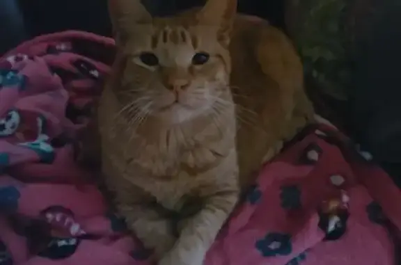 Gatos perdidos, Oviedo, foto: Gato Naranja Perdido en Oviedo: Muy Miedoso