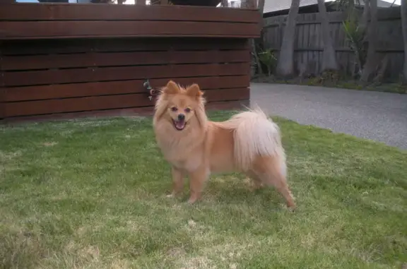 Lost pets , photo: Help Find Rosie: Lost Golden Pomeranian