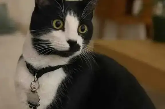 Lost pets Brimbank, photo: Lost Tuxedo Cat: Daisy Collar, Brimbank