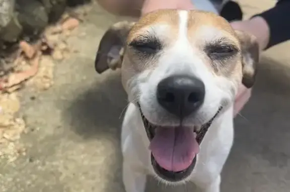 Found dog Brimbank, photo: Lost Dog Found on Hibiscus Ave, Brimbank