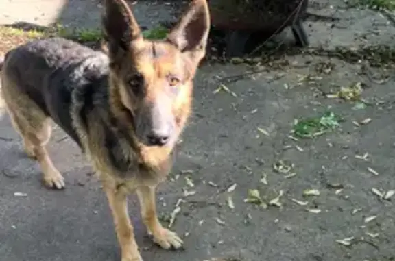 Missing dog Taylor, photo: Lost Female German Shepherd in Taylor