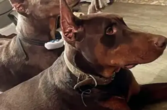 Missing dog Saginaw, photo: Lost Dog in Saginaw - Contact Owner