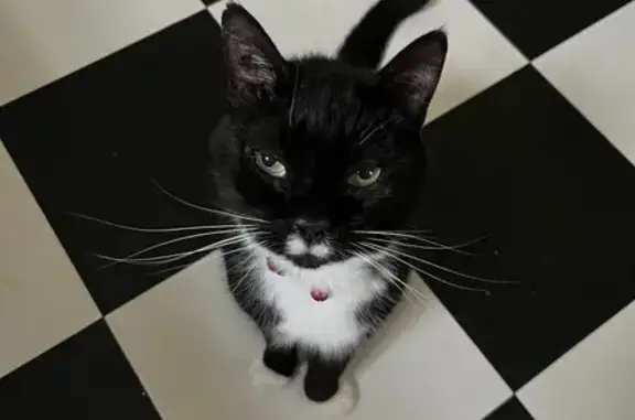 Lost pets Glenside, photo: Lost: Friendly 14 Yr Old Tuxedo Cat