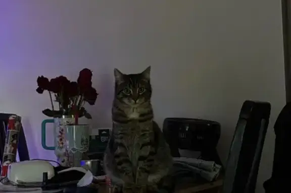 Found pets Bethel Park, photo: Lost Tabby Cat: Sweet, Treat-Loving Boy