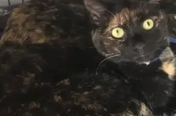 Lost Tortie Cat: Glen Burnie, Houghton Rd - photo