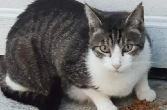 Chat perdu blanc et gris à La Limouzinière - photo